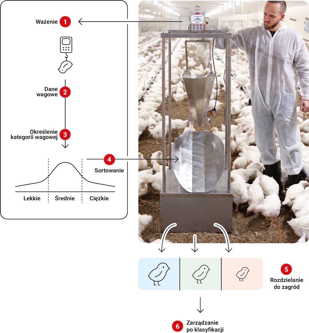 How BAT 1 Sorting Machine works - automated weighing, sorting and penning of broilers | Poultryscales.com